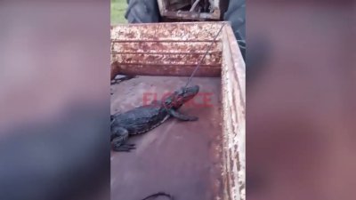 Un trabajador rural halló un yacaré en el campo, lo reanimó en un tanque y lo devolvió a su hábitat